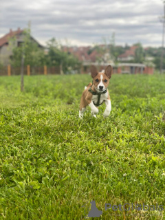 Zusätzliche Fotos: Basenji-Welpen zu verkaufen