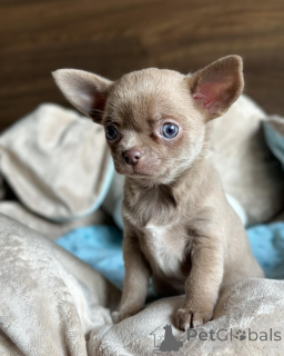 Foto №2 zu Ankündigung № 168257 zu verkaufen chihuahua - einkaufen Dänemark quotient 	ankündigung