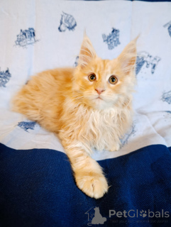 Zusätzliche Fotos: Ein schicker Kätzchenjunge