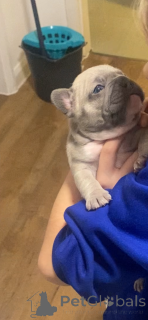 Foto №1. französische bulldogge - zum Verkauf in der Stadt Tennessee City | 484€ | Ankündigung № 161238