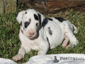 Foto №1. deutsche dogge - zum Verkauf in der Stadt Brno | Frei | Ankündigung № 124146