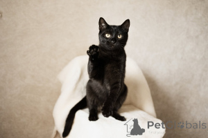 Foto №4. Ich werde verkaufen  in der Stadt Minsk.  - preis - Frei