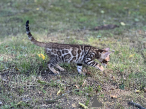 Foto №1. bengal katzenrasse - zum Verkauf in der Stadt Флоренция | verhandelt | Ankündigung № 40290