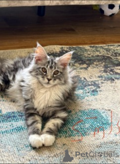 Foto №1. maine-coon-katze - zum Verkauf in der Stadt München | 872€ | Ankündigung № 160418