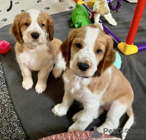 Foto №1. welsh springer spaniel - zum Verkauf in der Stadt Helsinki | verhandelt | Ankündigung № 120653