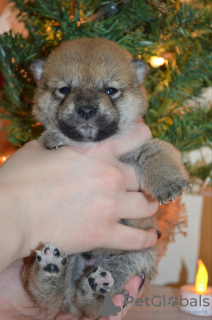 Foto №3. Shiba inu puppies. Serbien