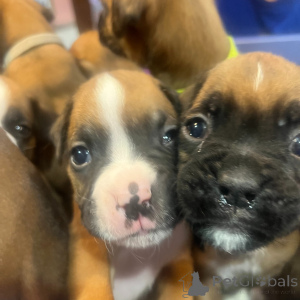 Foto №2 zu Ankündigung № 172953 zu verkaufen deutscher boxer - einkaufen Niederlande quotient 	ankündigung