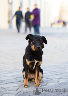Foto №3. Süßer kleiner Hund. Russische Föderation