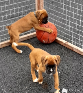 Foto №2 zu Ankündigung № 178011 zu verkaufen deutscher boxer - einkaufen Zypern 