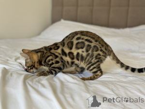 Foto №4. Ich werde verkaufen bengal katzenrasse in der Stadt Boston. quotient 	ankündigung, vom kindergarten, züchter - preis - verhandelt