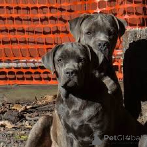 Foto №1. cane corso italiano - zum Verkauf in der Stadt Luxemburg | 1200€ | Ankündigung № 161583