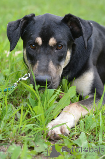 Foto №4. Ich werde verkaufen mischlingshund in der Stadt Москва. quotient 	ankündigung, aus dem tierheim - preis - Frei