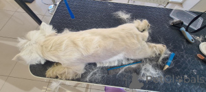 Foto №3. Westie Adoption Weekend. Großbritannien