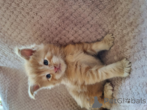 Foto №4. Ich werde verkaufen maine-coon-katze in der Stadt Brüssel.  - preis - Frei