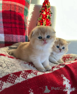 Foto №4. Ich werde verkaufen  in der Stadt Alameda.  - preis - 765€