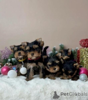 Foto №1. yorkshire terrier - zum Verkauf in der Stadt Arnsberg | verhandelt | Ankündigung № 166128