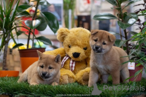 Foto №3. Hochwertige Shiba Inu-Welpen. Serbien