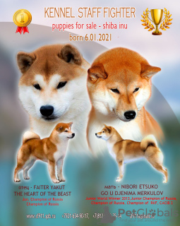 Foto №1. shiba - zum Verkauf in der Stadt St. Petersburg | 1115€ | Ankündigung № 9155