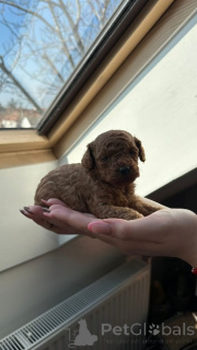 Foto №3. Two female and one male dwarf, dark apricot poodles. Serbien