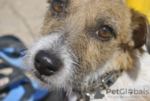 Foto №1. jack russell terrier - zum Verkauf in der Stadt Simferopol | 280€ | Ankündigung № 7730