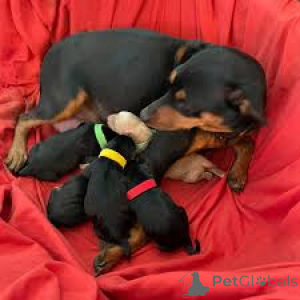 Foto №3. Miniaturpinscher -Welpen. Schweiz