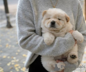 Foto №1. chow-chow - zum Verkauf in der Stadt Rom | 350€ | Ankündigung № 110943