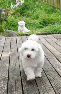 Foto №4. Ich werde verkaufen bichon frisé in der Stadt Bellytins. quotient 	ankündigung - preis - verhandelt