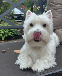 Foto №1. west highland white terrier - zum Verkauf in der Stadt Swindon | Frei | Ankündigung № 144432