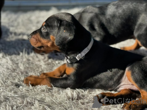 Foto №3. Entzückende, erstaunliche Doberman -Pinscher -Welpen erhältlich und bereit für. Albanien