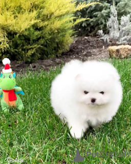 Foto №2 zu Ankündigung № 135149 zu verkaufen pommersche spitz - einkaufen Deutschland quotient 	ankündigung