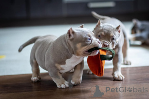 Foto №2 zu Ankündigung № 147468 zu verkaufen american bully - einkaufen Deutschland quotient 	ankündigung