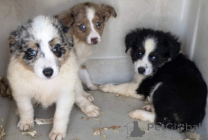 Foto №1. australian shepherd - zum Verkauf in der Stadt Hohenfels-Essingen | 900€ | Ankündigung № 150661