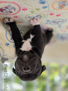 Foto №4. Ich werde verkaufen staffordshire bull terrier in der Stadt Zagreb. züchter - preis - verhandelt