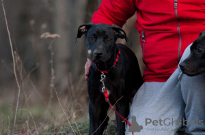 Zusätzliche Fotos: Kaufen Sie einen American Pit Bull Terrier Welpen in der Ukraine