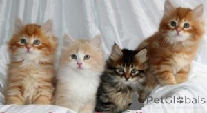 Foto №1. sibirische katze - zum Verkauf in der Stadt Paphos | verhandelt | Ankündigung № 174860