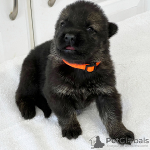 Foto №2 zu Ankündigung № 45707 zu verkaufen deutscher schäferhund - einkaufen Kolumbien quotient 	ankündigung