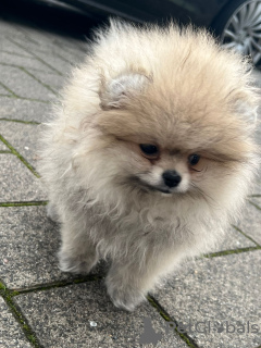 Foto №4. Ich werde verkaufen  in der Stadt Köln. quotient 	ankündigung - preis - 1800€