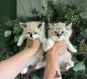 Foto №1. american bobtail - zum Verkauf in der Stadt Bonn | 350€ | Ankündigung № 170891