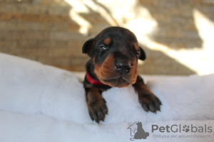 Foto №4. Ich werde verkaufen dobermann in der Stadt Belgrad. quotient 	ankündigung - preis - verhandelt