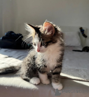 Foto №1. american shorthair - zum Verkauf in der Stadt Birlenbach | 350€ | Ankündigung № 178166