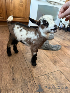 Foto №1.  - zum Verkauf in der Stadt Augusta | verhandelt | Ankündigung № 161734