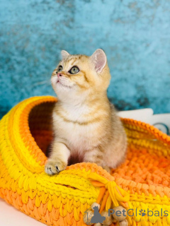 Foto №3. Schottland Kishka Gold. Ukraine