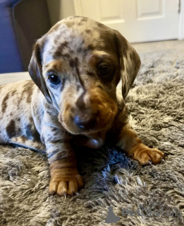 Foto №2 zu Ankündigung № 132829 zu verkaufen dackel - einkaufen Deutschland quotient 	ankündigung