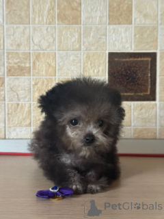 Foto №3. Teddypudel China. Russische Föderation