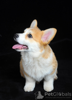 Foto №3. Welsh Corgi Welpen, männlich. Ukraine