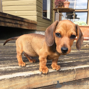 Foto №4. Ich werde verkaufen dackel in der Stadt Miami Beach. züchter - preis - 638€