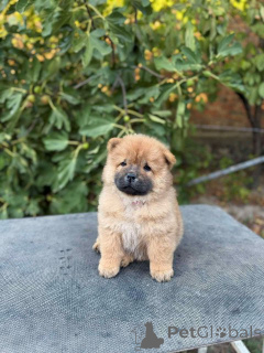 Foto №4. Ich werde verkaufen chow-chow in der Stadt Šid.  - preis - verhandelt