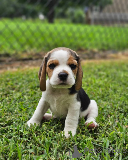 Foto №3. Wunderschöne Beagle-Welpen suchen ihr neues Zuhause.. Deutschland