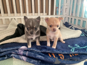 Foto №3. Süße, Entzückende Chihuahua-Babys Bereit Zuhen. Deutschland
