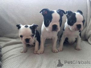 Foto №1. boston terrier - zum Verkauf in der Stadt Bamberg | 450€ | Ankündigung № 169419